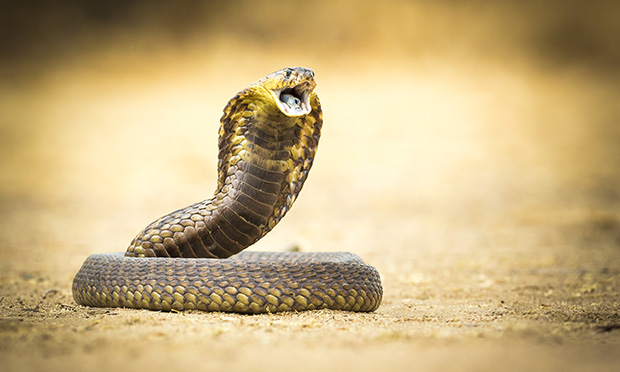 Things That Slither!